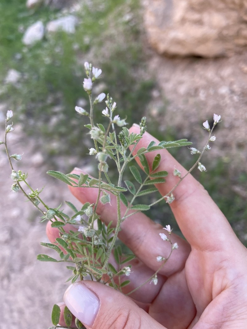 Astragalus dipelta photo 5