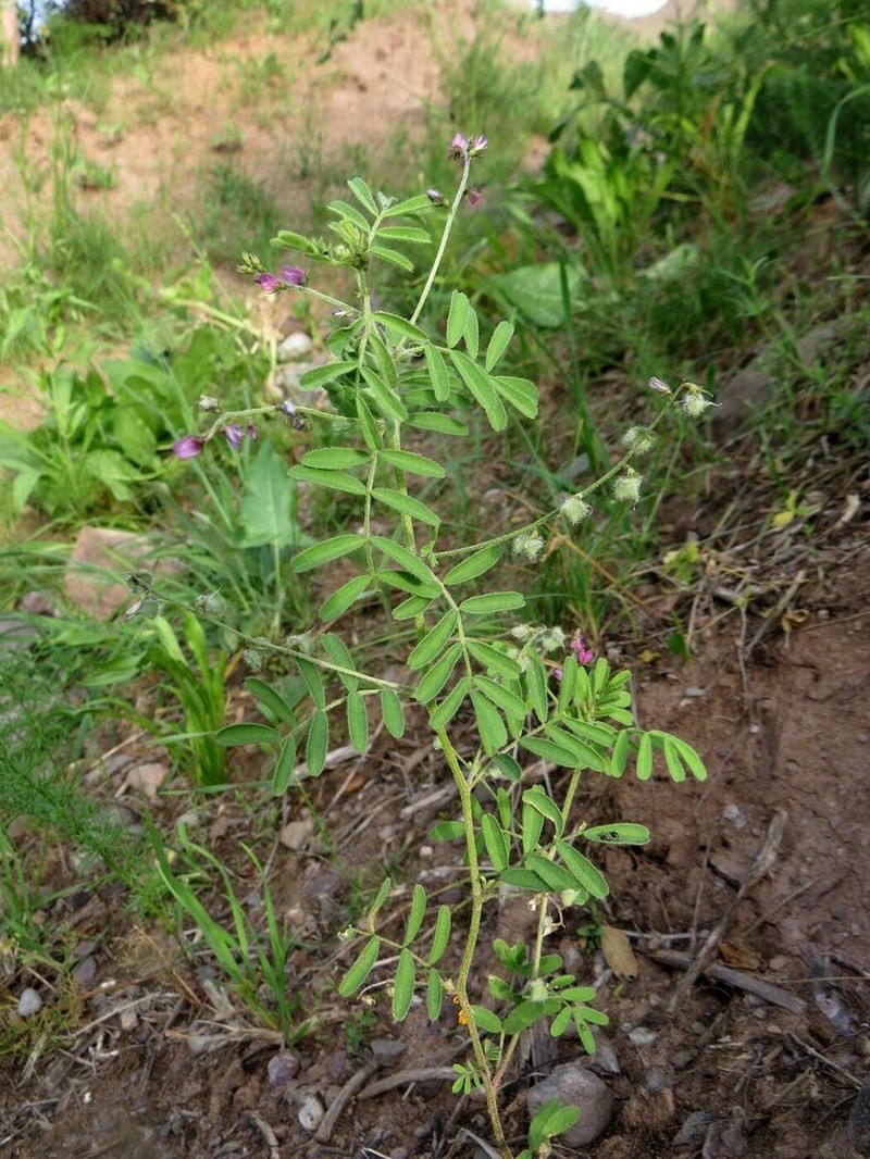 Astragalus dipelta photo 6