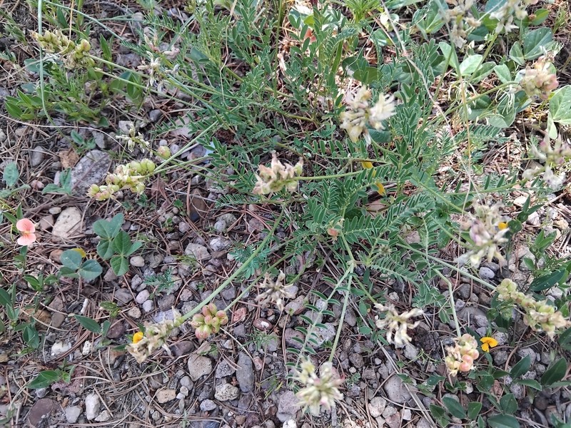 Astragalus diphacus photo 2