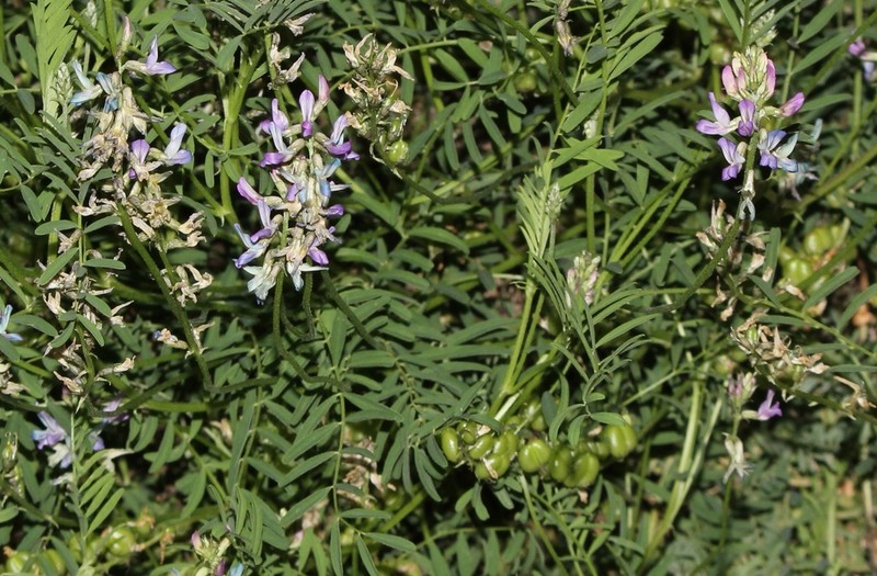 Astragalus diphacus photo 3