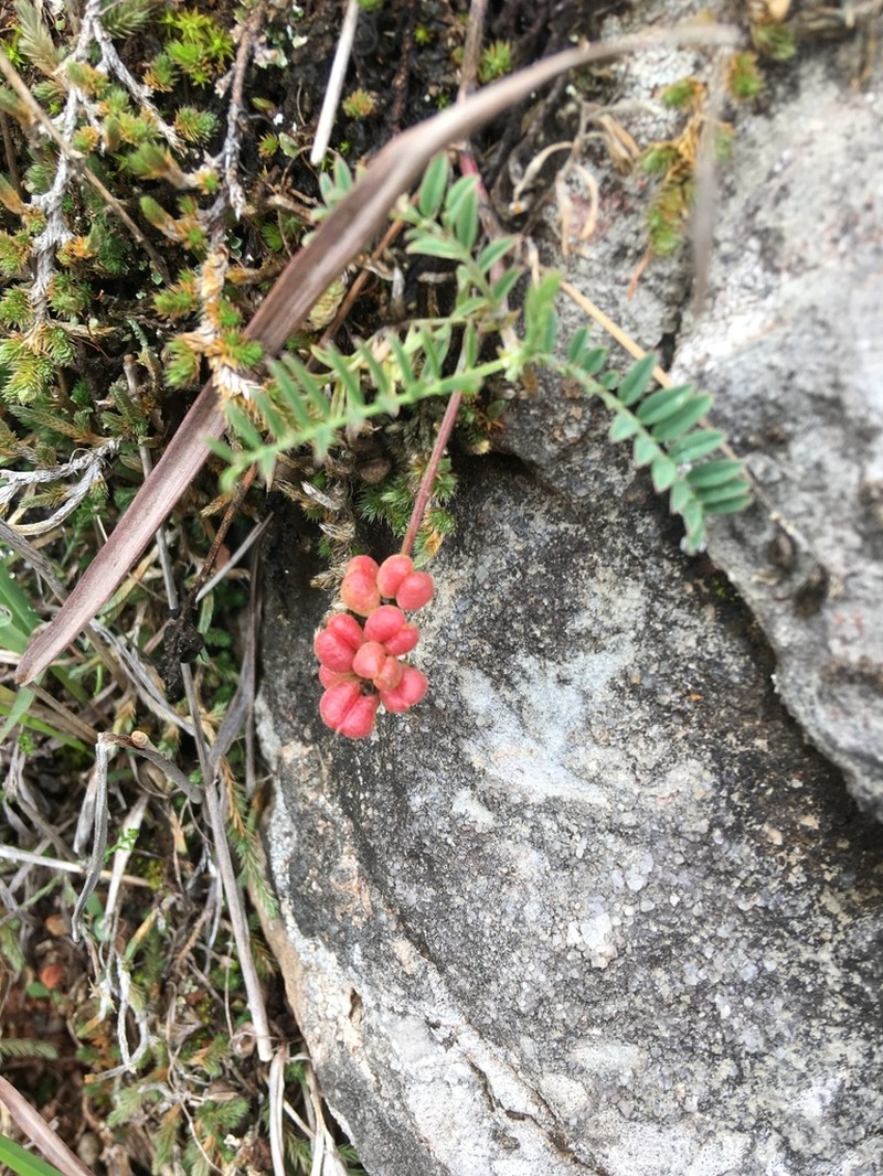 Astragalus diphacus photo 4
