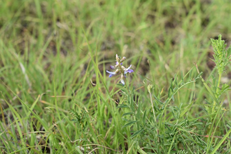Astragalus diphacus photo 5