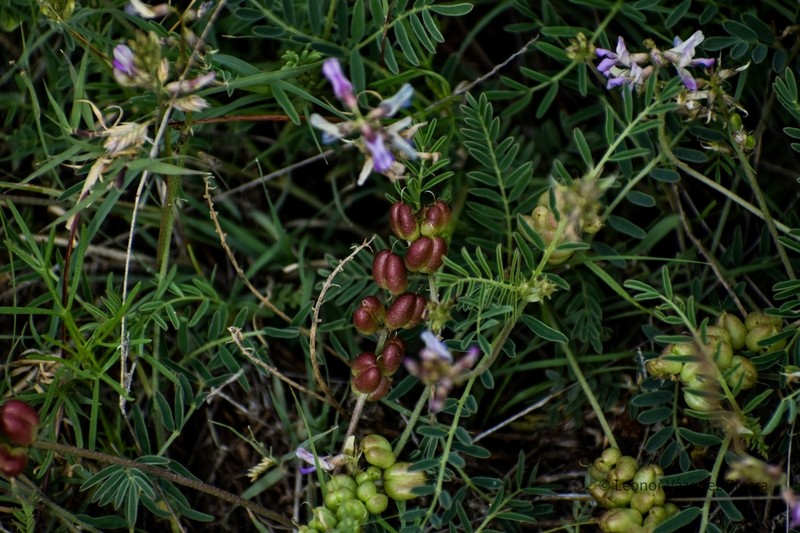 Astragalus diphacus photo 6