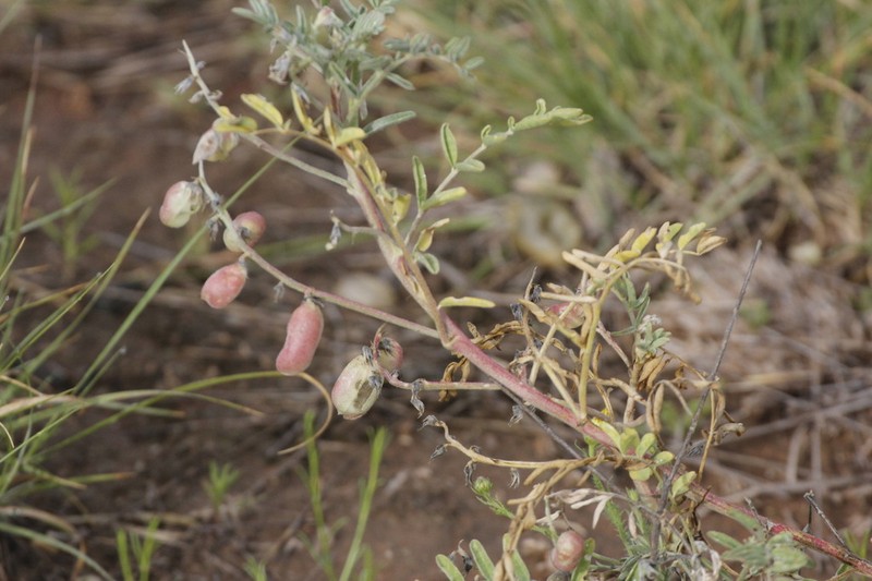 Astragalus diphacus photo 7