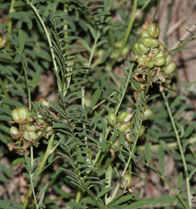 Astragalus diphacus photo 8