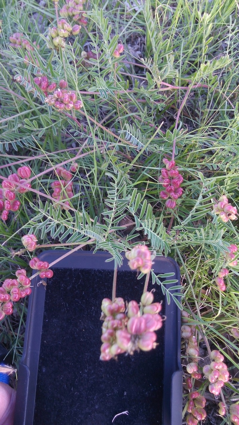 Astragalus diphacus