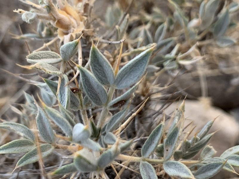Astragalus diphtherites