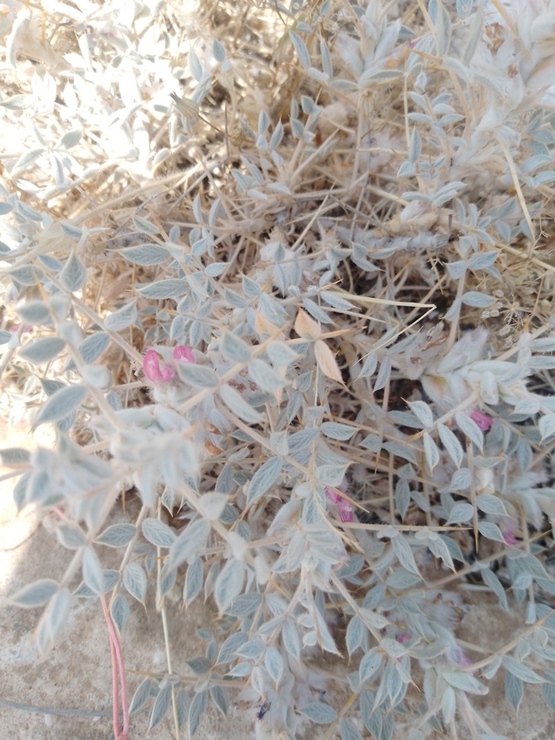 Astragalus diphtherites photo 4
