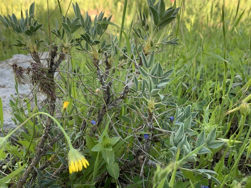 Astragalus diphtherites photo 5