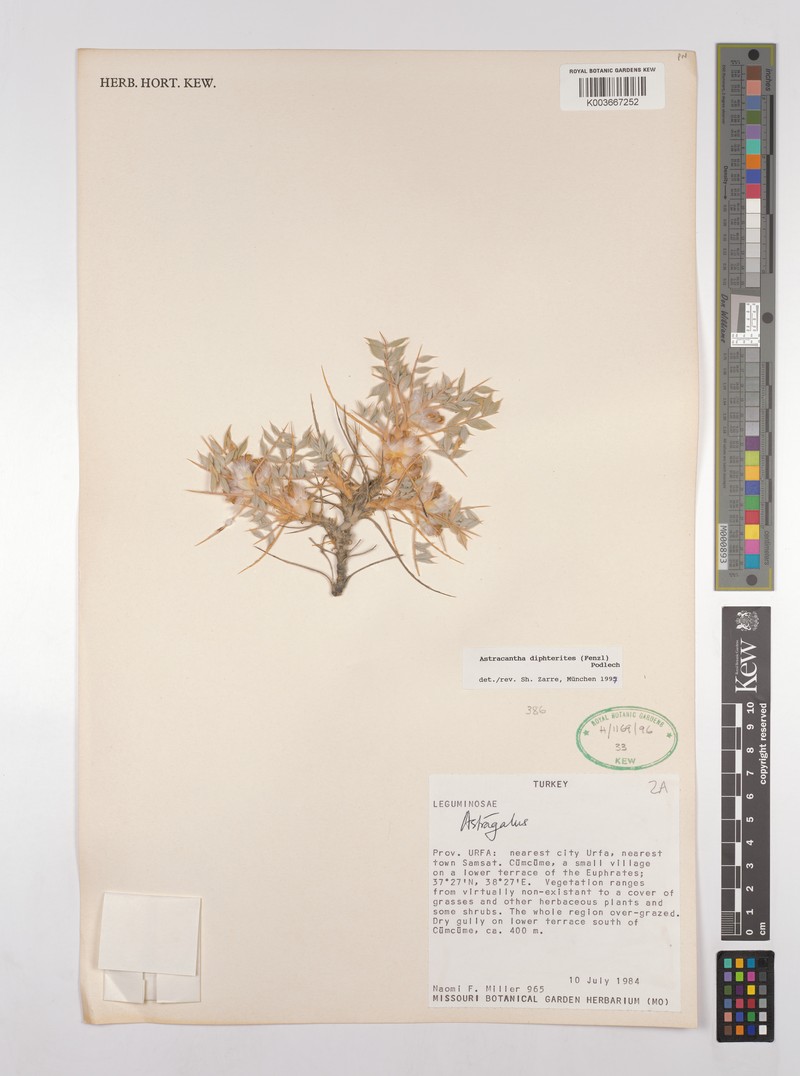 Astragalus diphtherites photo 6