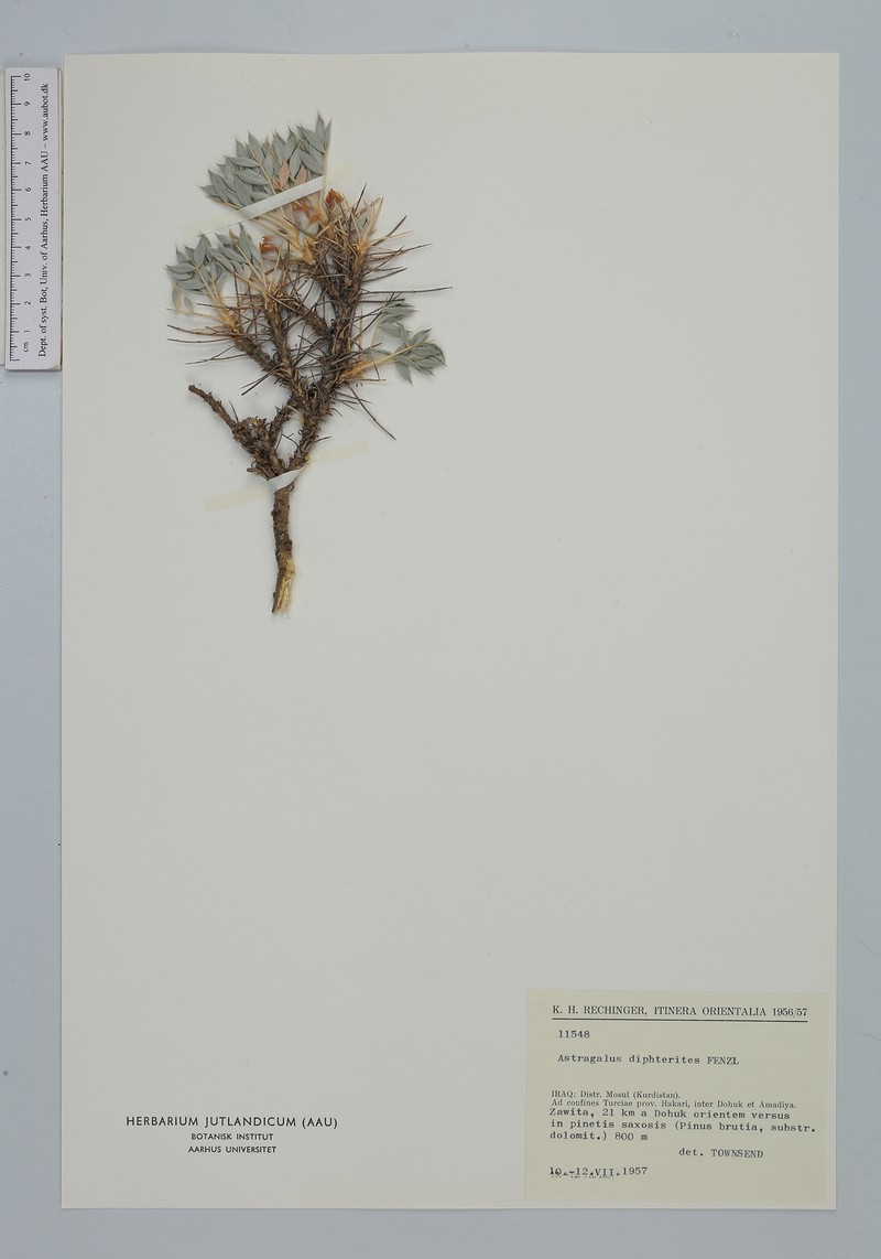 Astragalus diphtherites