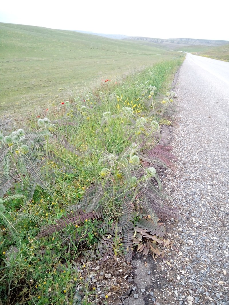 Astragalus dipsaceus photo 3