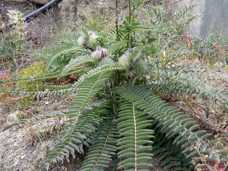 Astragalus dipsaceus photo 4