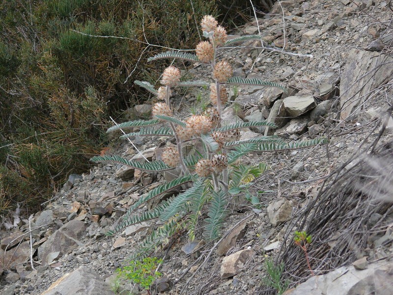 Astragalus dipsaceus photo 5