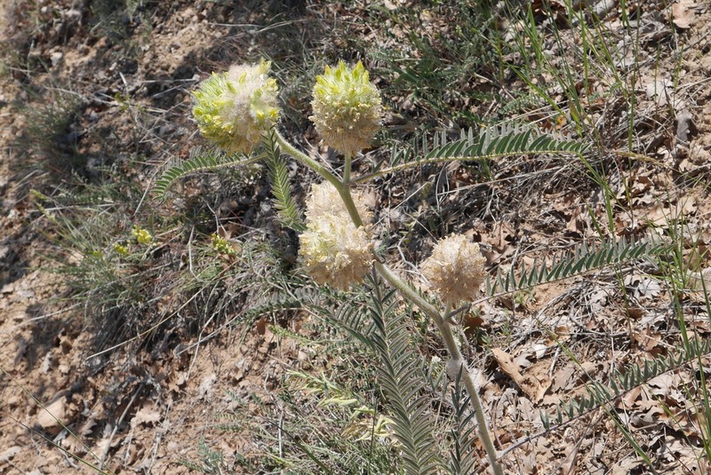 Astragalus dipsaceus photo 6