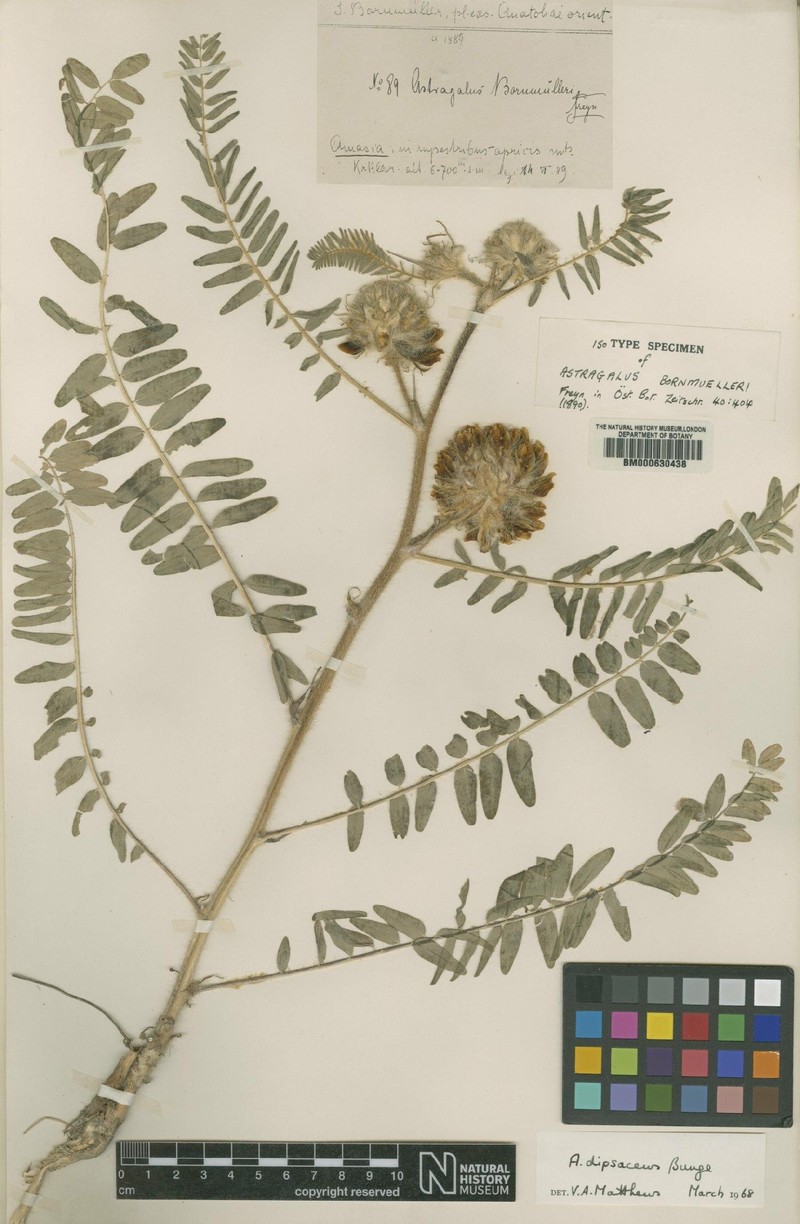 Astragalus dipsaceus photo 7