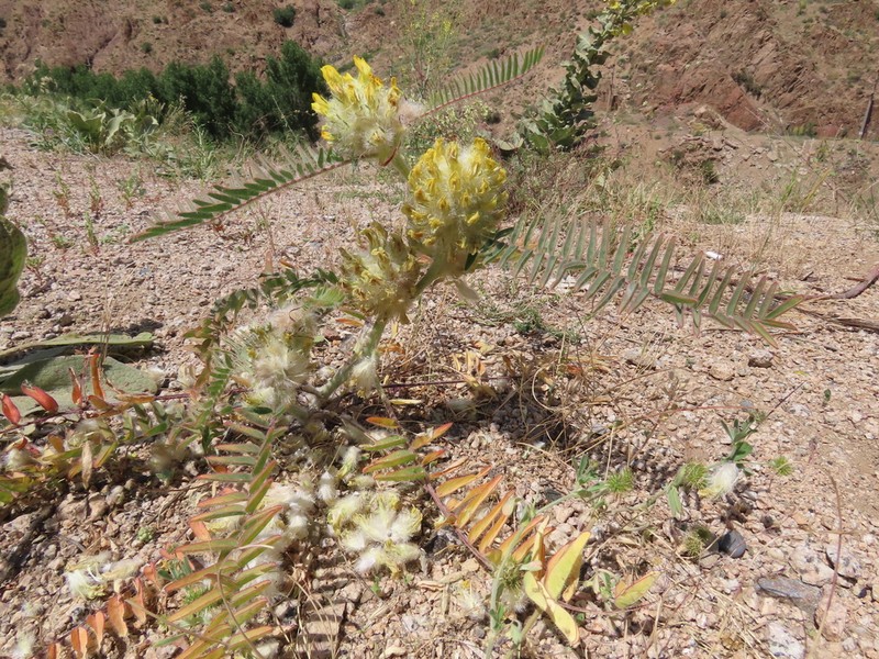 Astragalus dipsaceus