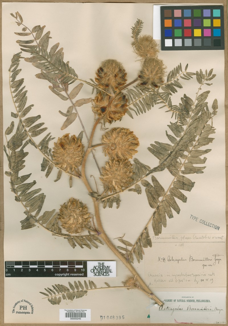 Astragalus dipsaceus photo 2