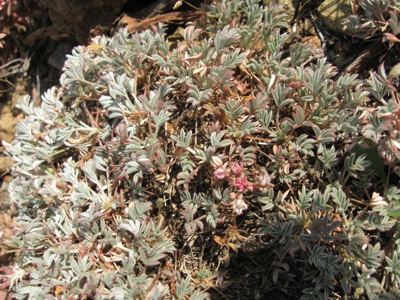 Astragalus dirmilensis