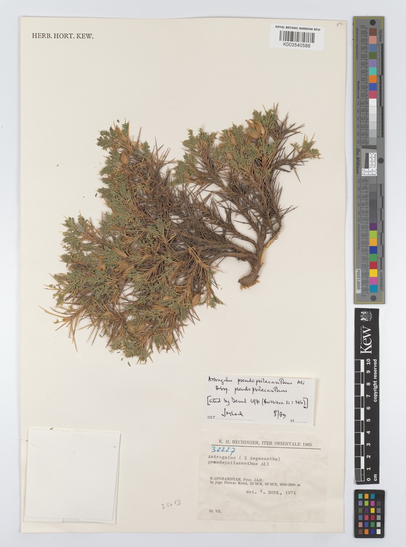 Astragalus discernendus subsp. discernendus