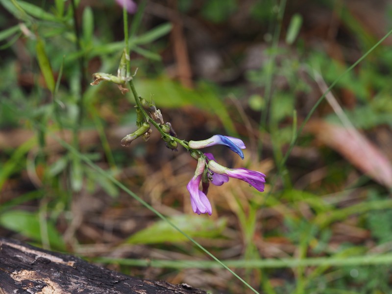 Astragalus discolor