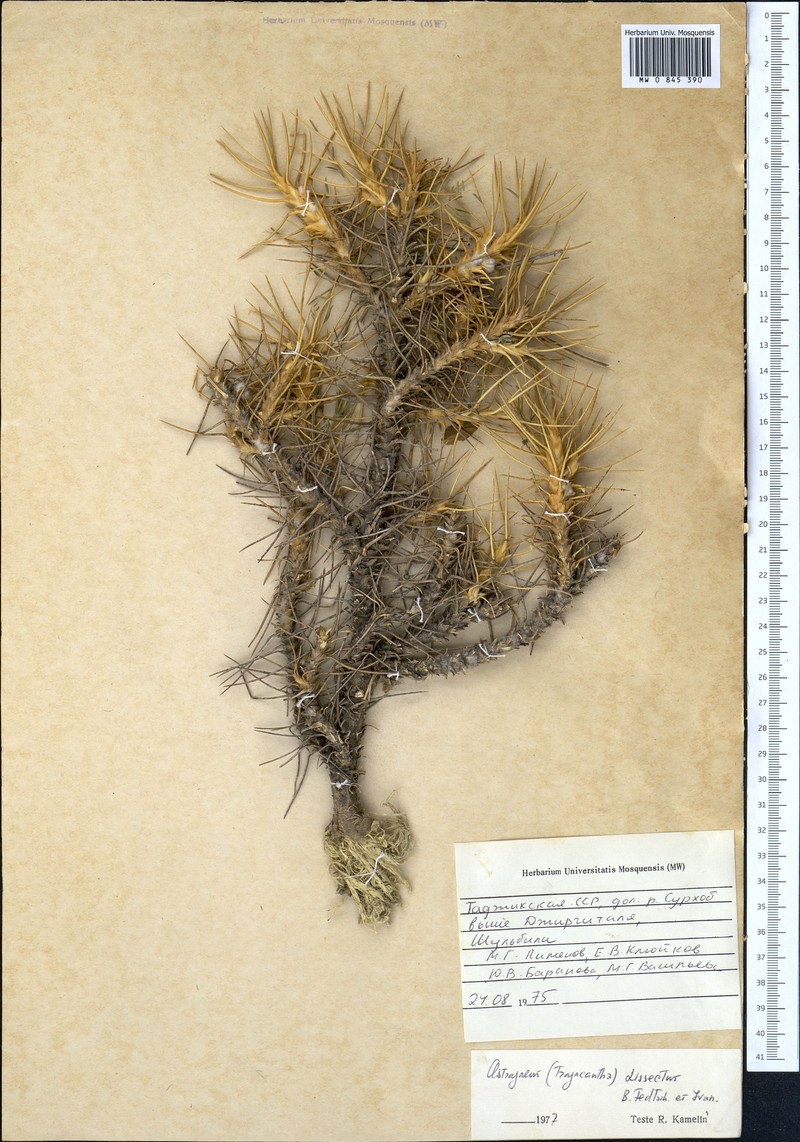 Astragalus dissectus