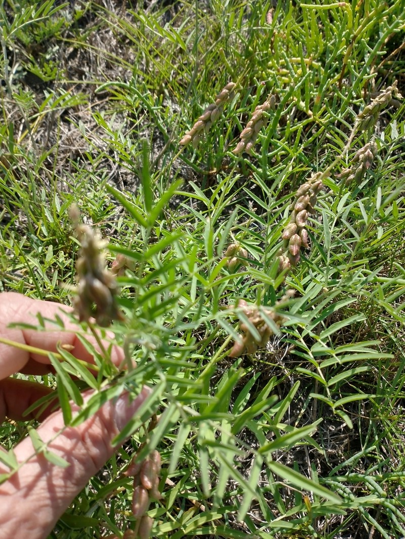 Astragalus distinens