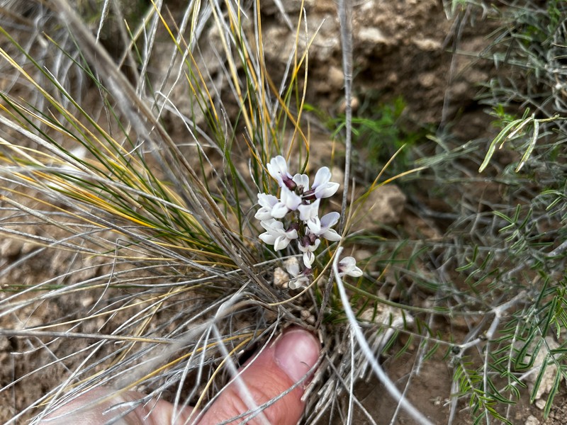 Astragalus distinens photo 5