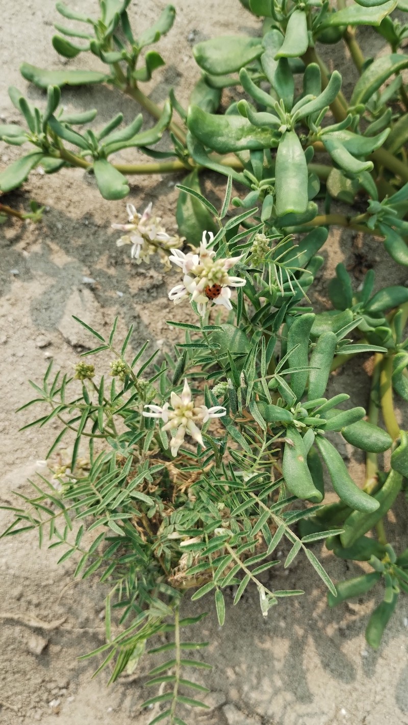 Astragalus distinens photo 6