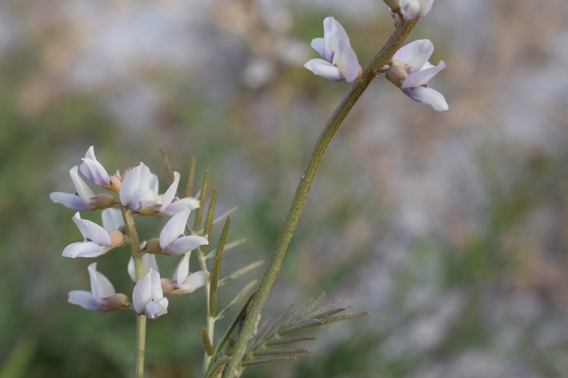Astragalus distinens photo 8