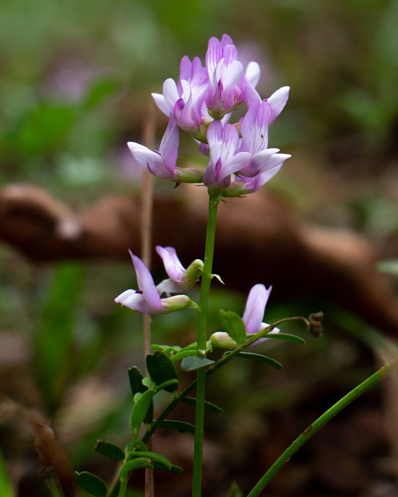 Ozark Milkvetch