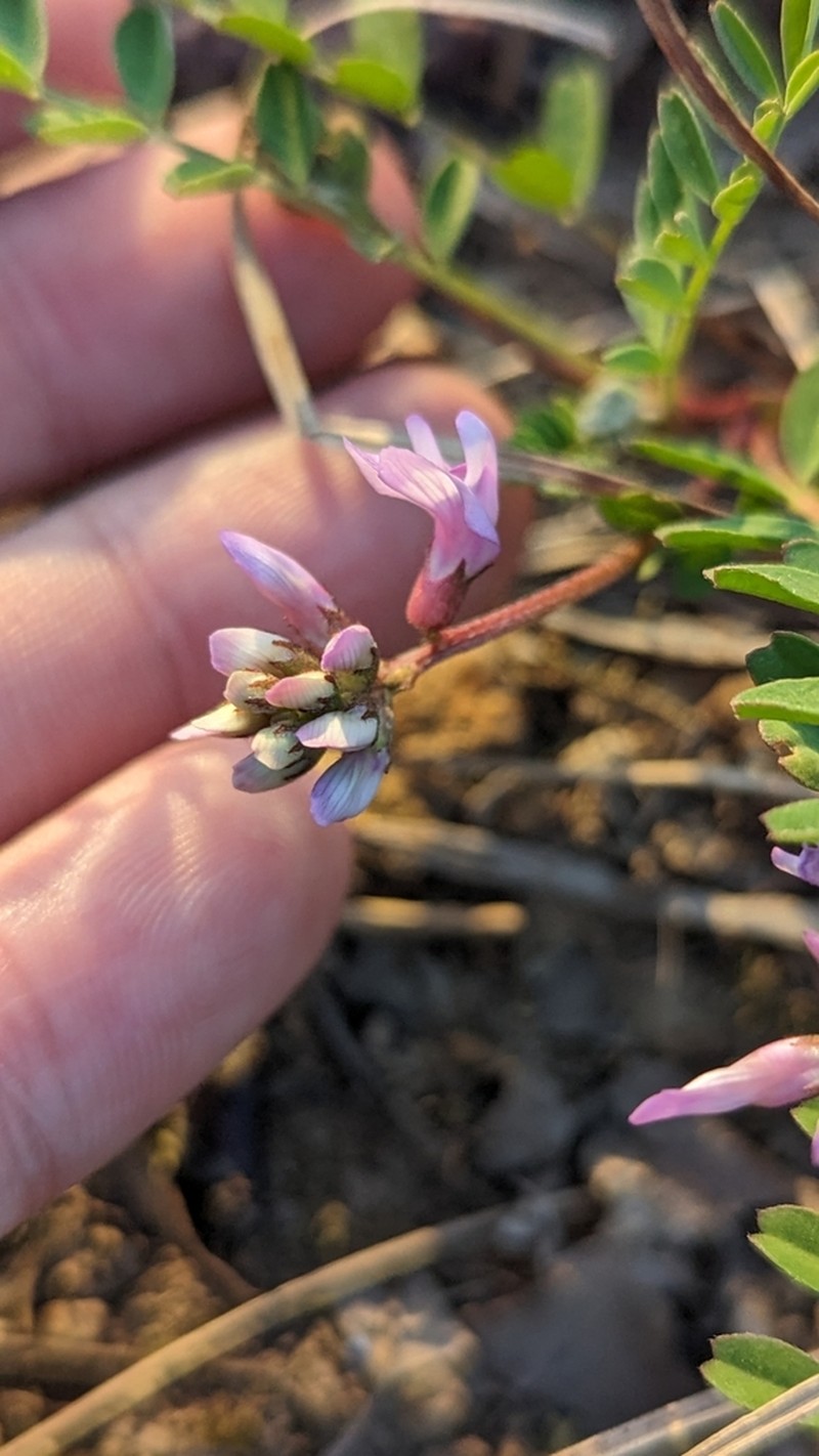 Ozark Milkvetch photo 3