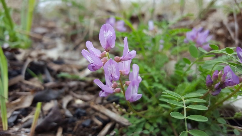 Ozark Milkvetch photo 4