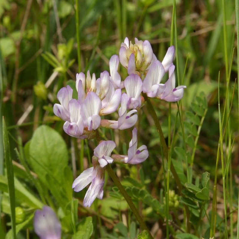 Ozark Milkvetch photo 5