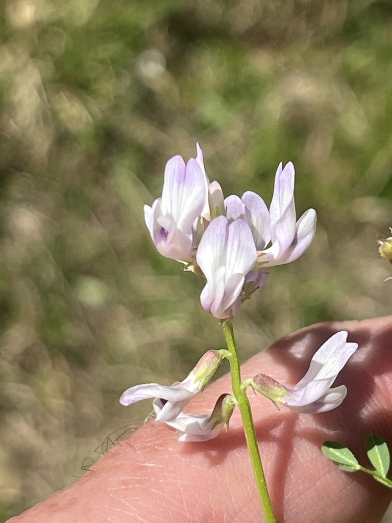 Astragalus distortus var. distortus