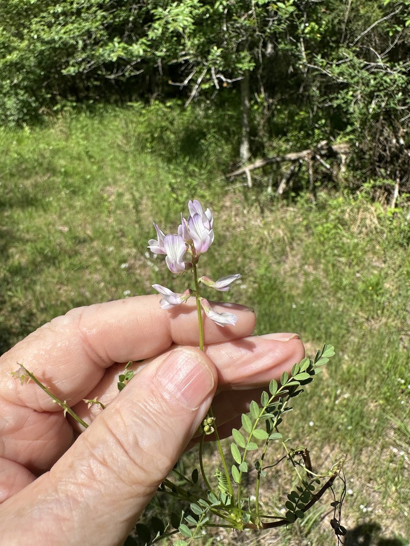 Astragalus distortus var. distortus photo 2