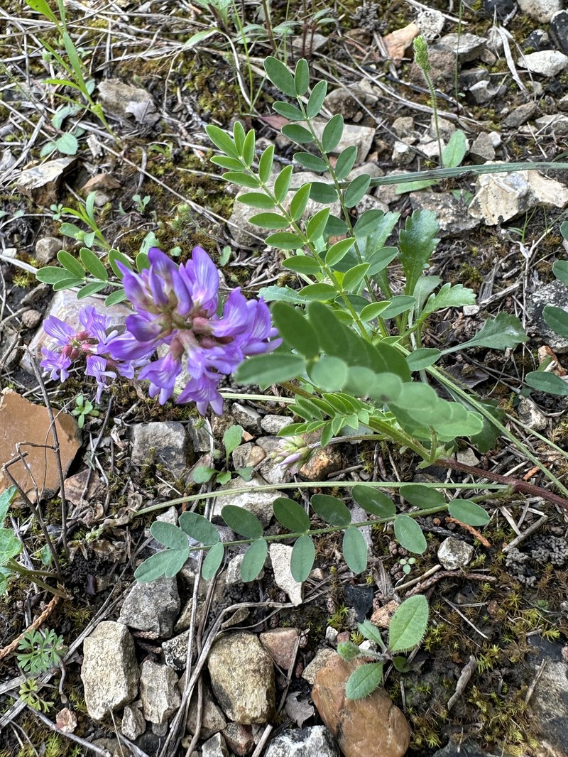 Astragalus distortus var. distortus photo 3
