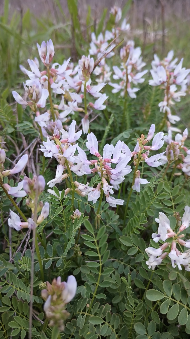 Astragalus distortus var. distortus photo 4