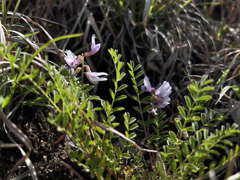 Astragalus distortus var. distortus photo 5