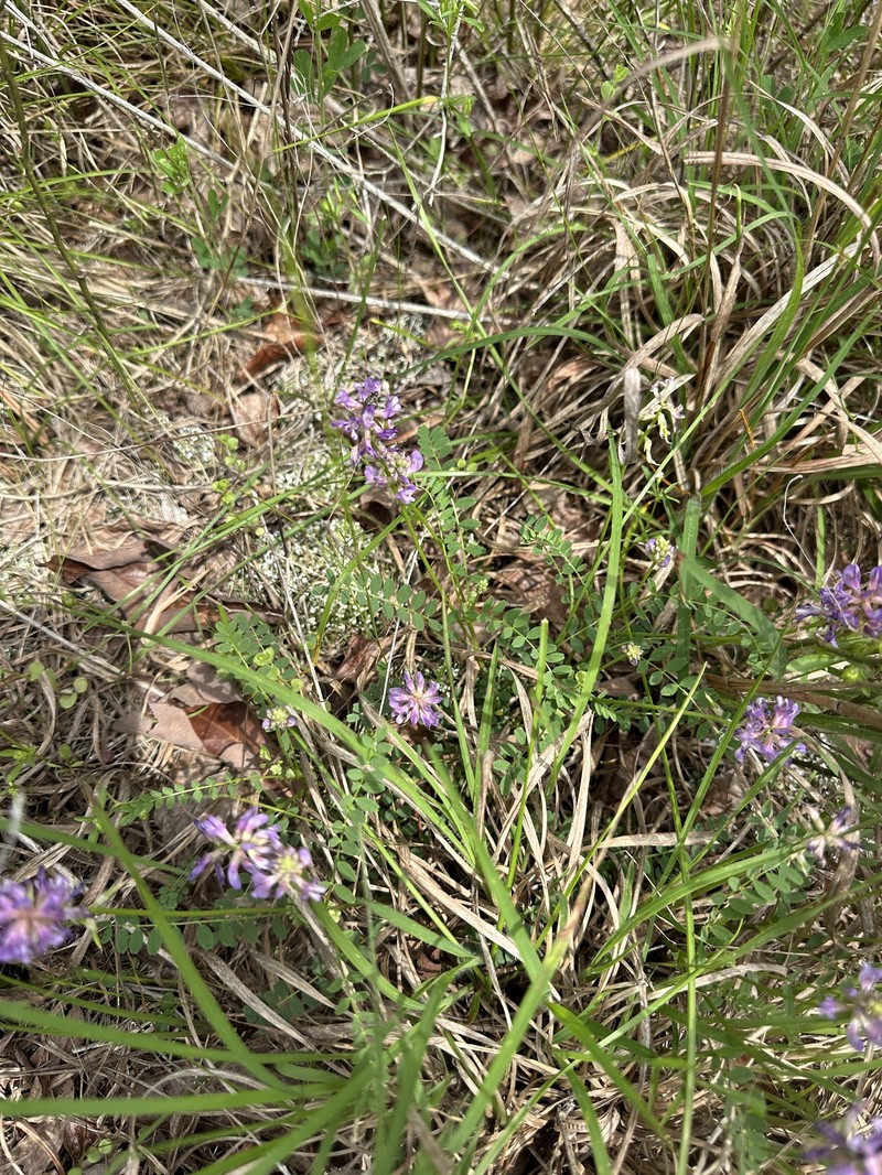 Astragalus distortus var. distortus photo 6