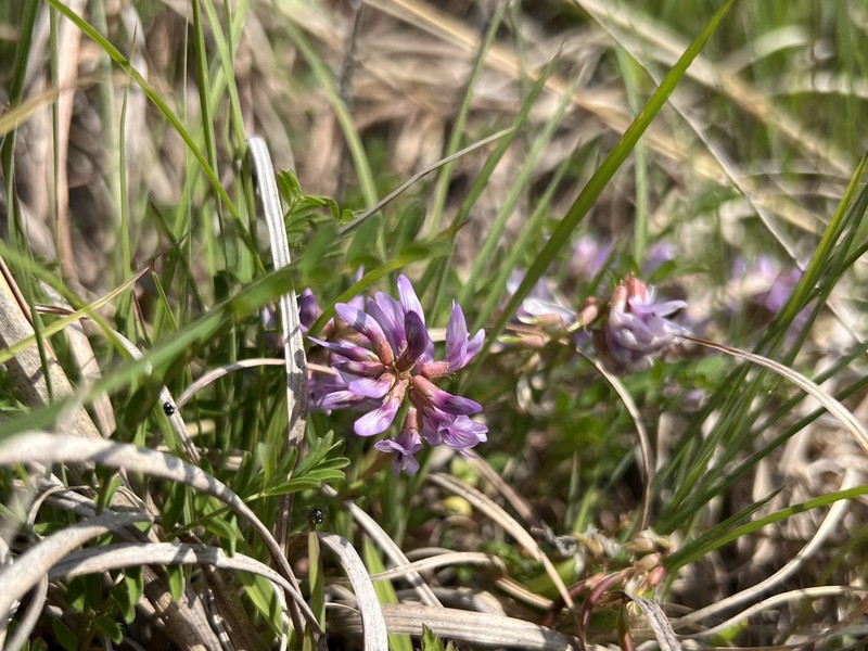 Astragalus distortus var. distortus photo 7