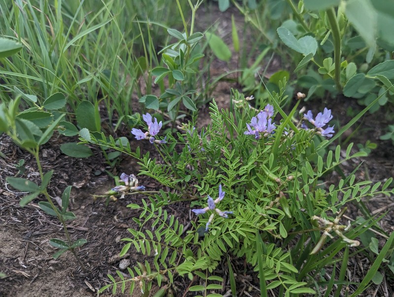 Astragalus distortus var. distortus photo 8