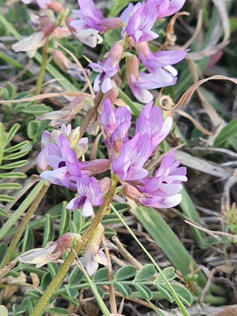 Astragalus distortus var. engelmannii