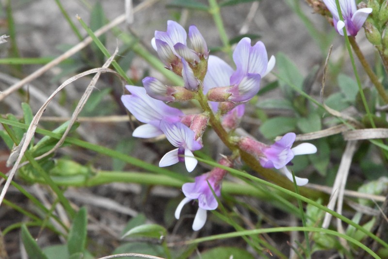 Astragalus distortus var. engelmannii photo 2