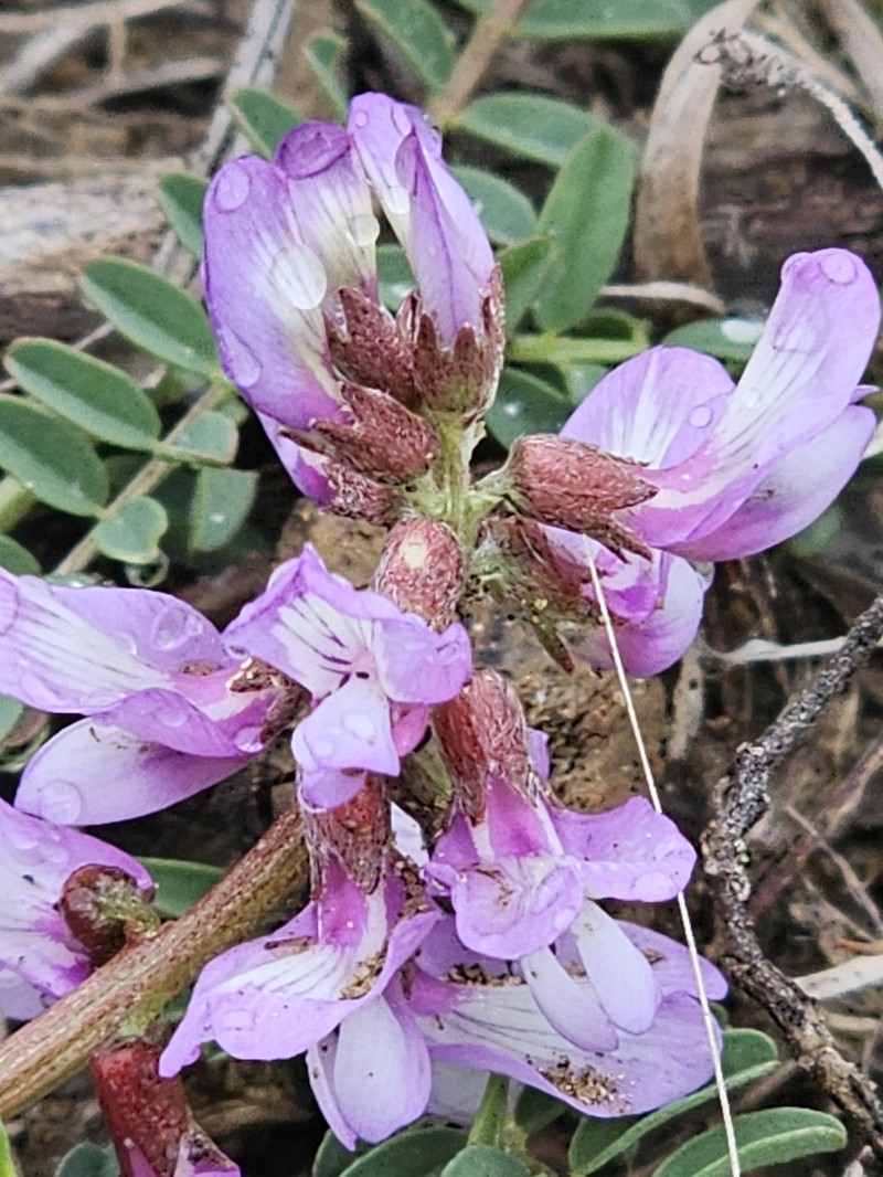 Astragalus distortus var. engelmannii photo 3