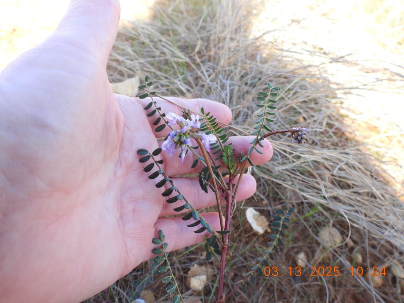Astragalus distortus var. engelmannii photo 4