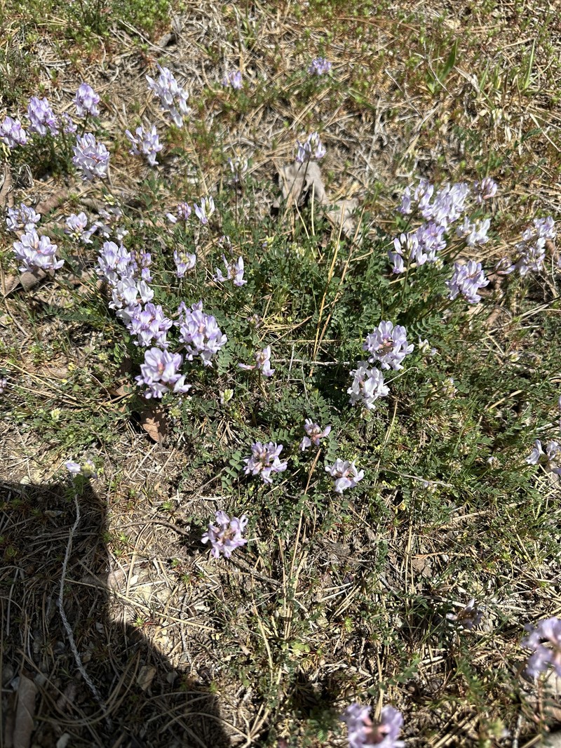 Astragalus distortus var. engelmannii photo 5