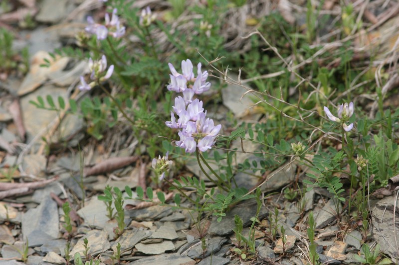 Astragalus distortus var. engelmannii photo 6