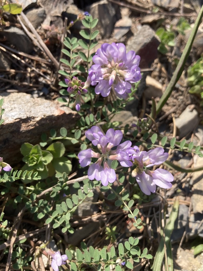 Astragalus distortus var. engelmannii photo 7