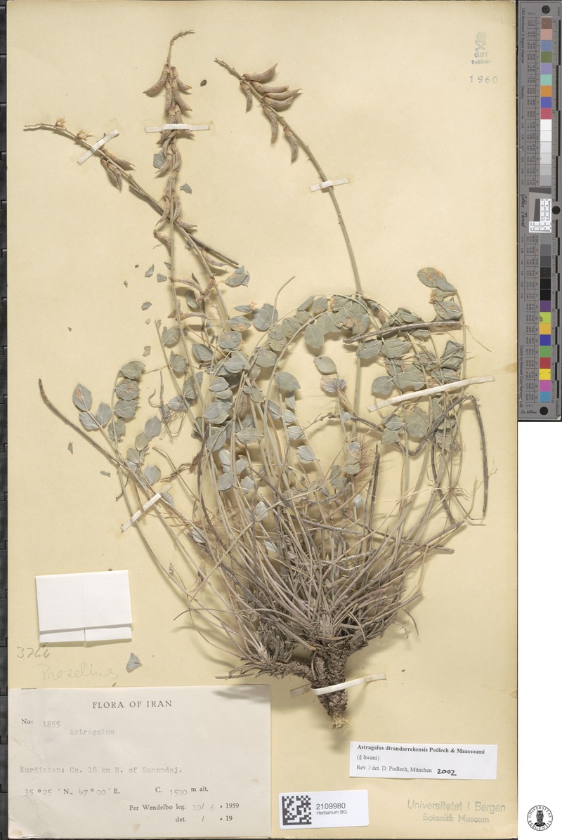 Astragalus divandarrehensis